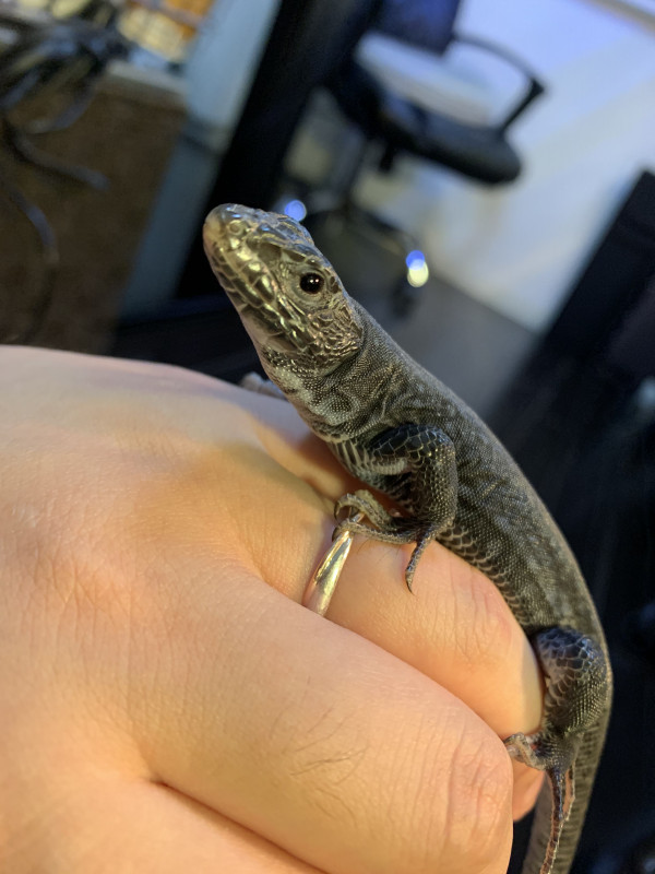 ホウセキカナヘビの基本情報 Viva 飼育環境共有サイト