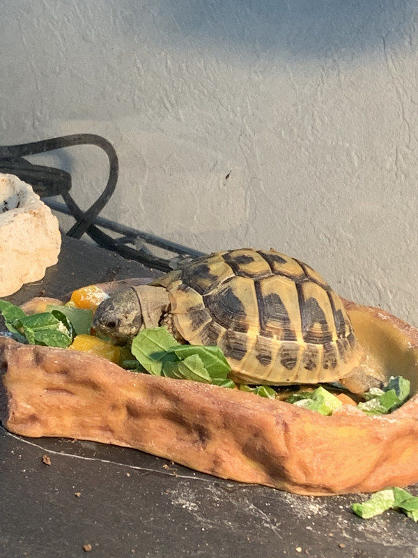 ヘルマンリクガメの基本情報 Viva 飼育環境共有サイト