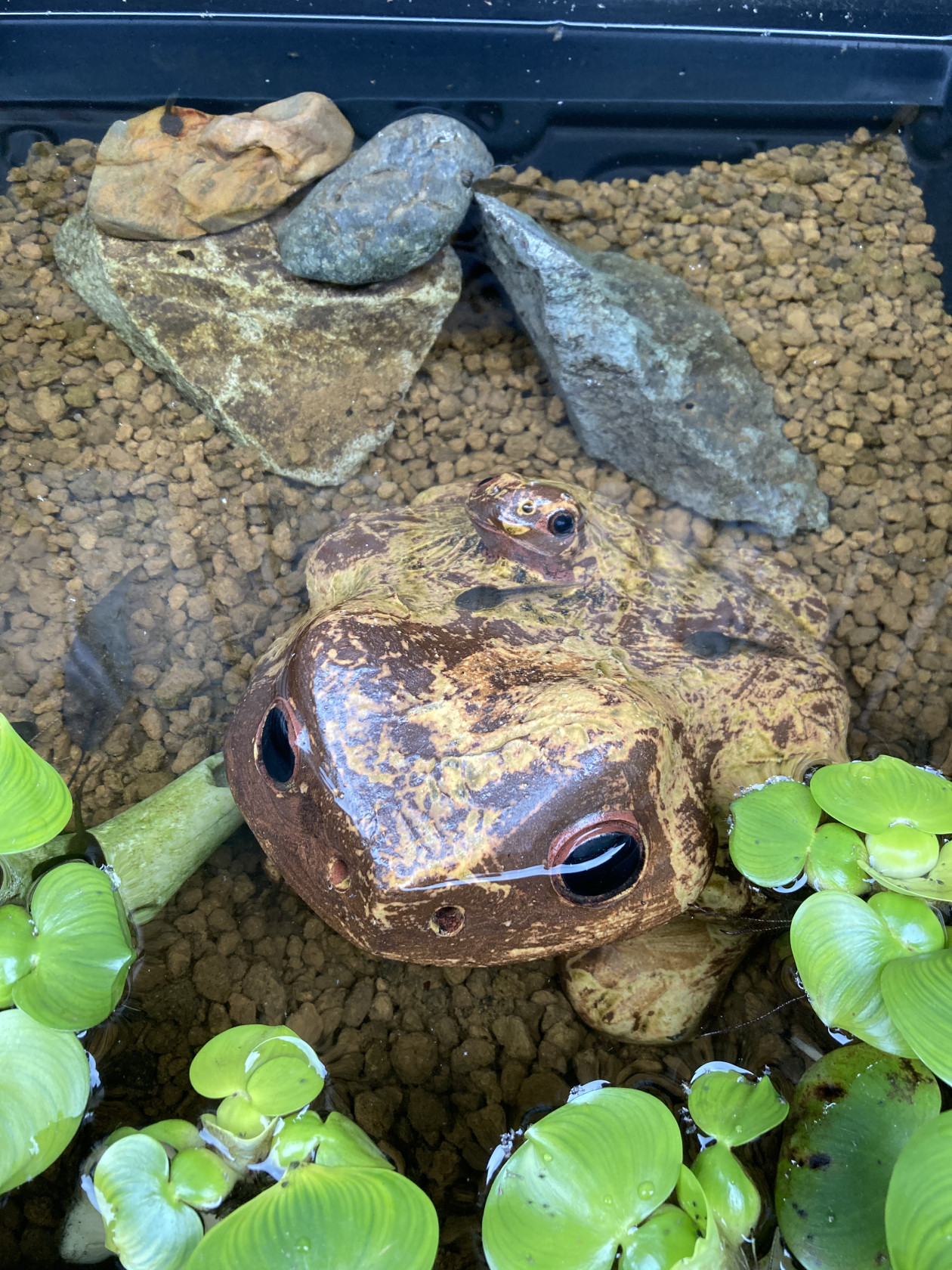 ヤマアカガエルの基本情報 Viva 飼育環境共有サイト