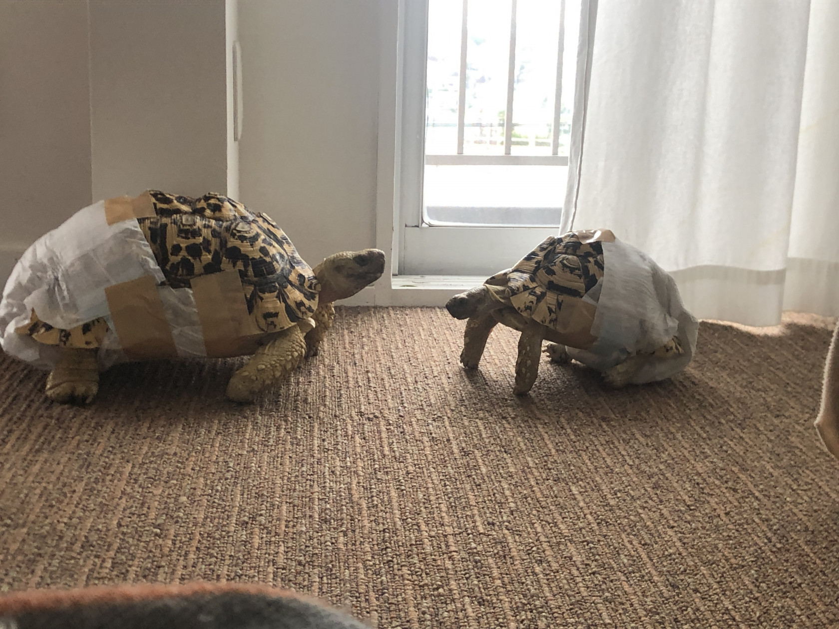 バブコックヒョウモンガメの飼育環境 投稿者 くるぽんさん No 161 Viva 飼育環境共有サイト バブコックヒョウモンガメの飼育環境 投稿者 くるぽんさん No 161 Viva 飼育環境共有サイト