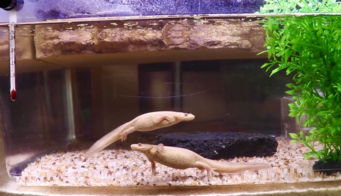 イベリアトゲイモリの飼育環境 投稿者 ふじぴこさん No 23 Viva 飼育環境共有サイト