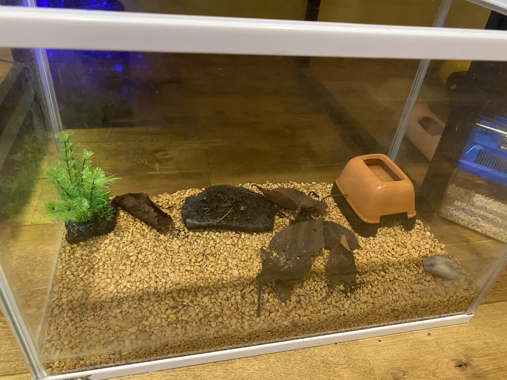 クロサンショウウオの飼育環境 投稿者 藤本さん No 313 Viva 飼育環境共有サイト