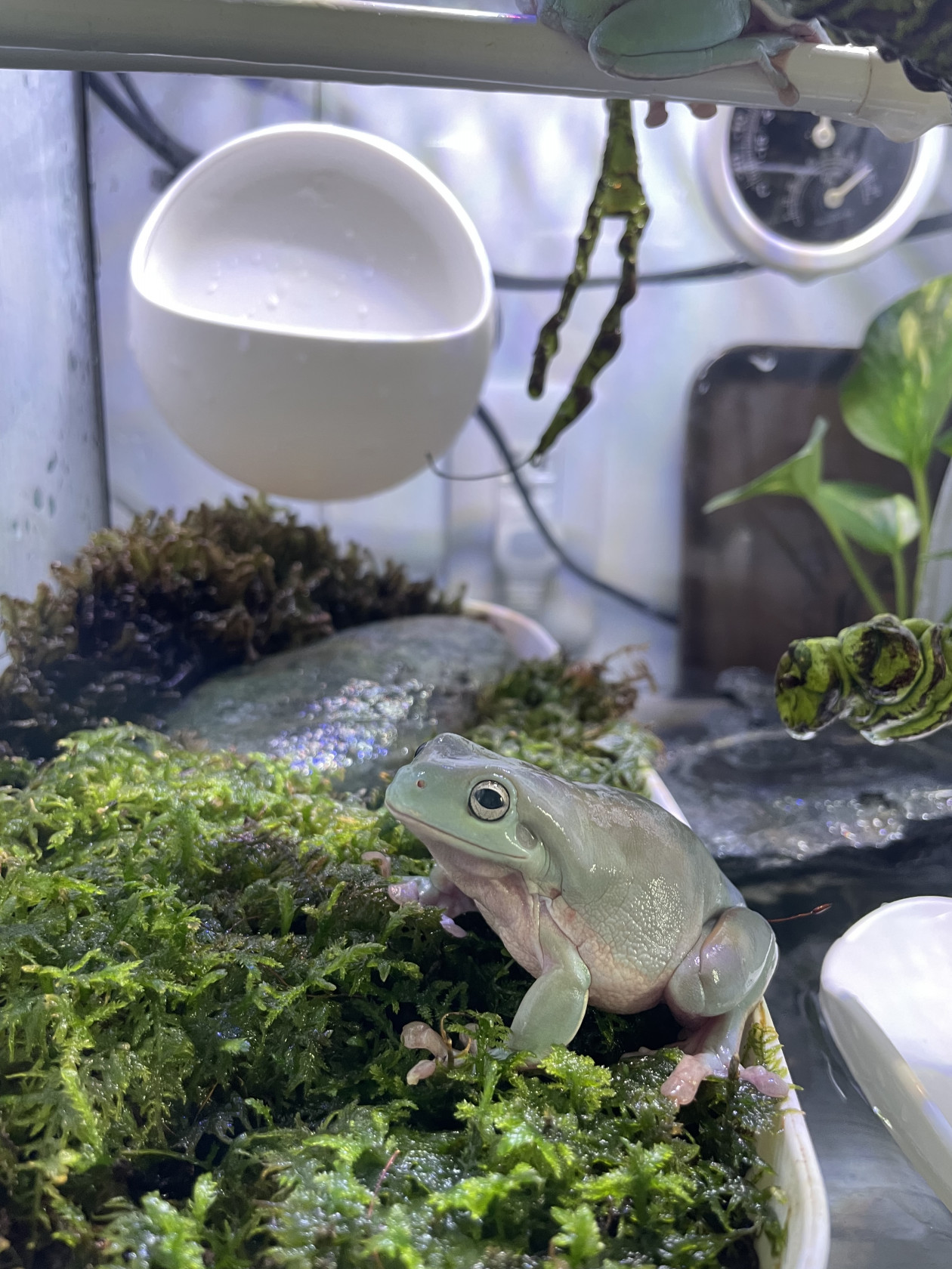 イエアメガエルの飼育環境 投稿者 ちゅんちゃんさん No 346 Viva 飼育環境共有サイト